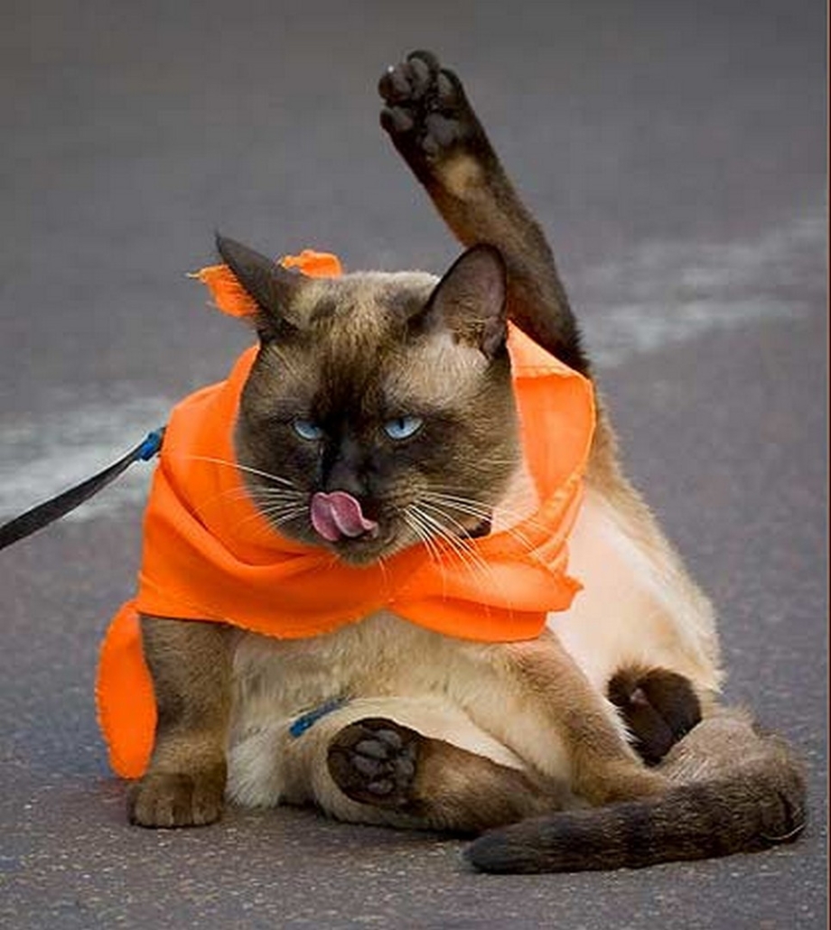Смешные моменты котиков
