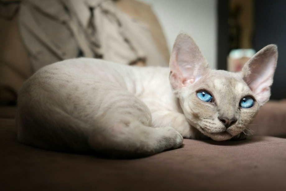 Корниш рекс