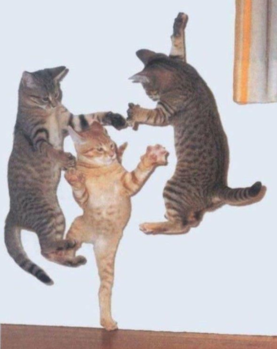 Дискотека кошек