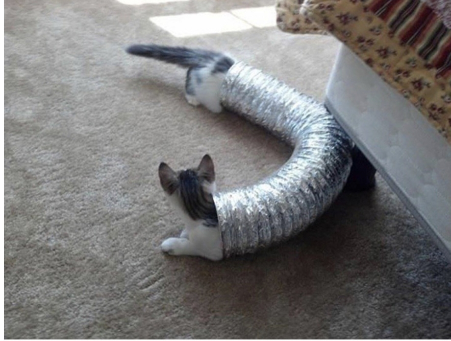 Длинный кот