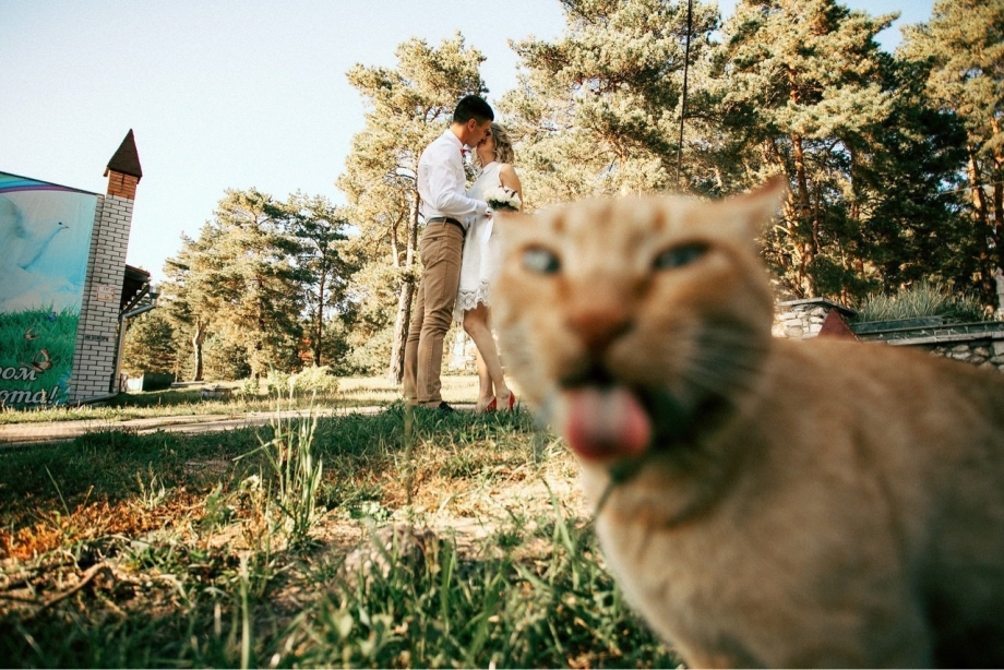 Кот влез в Кадр