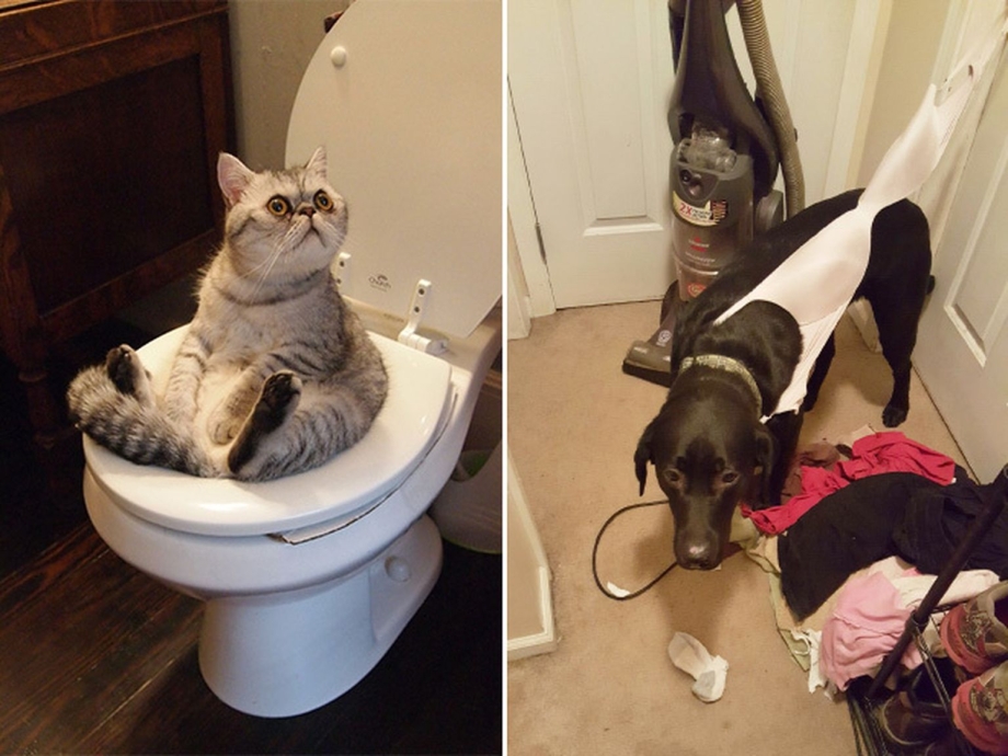 Коты в НЕЛОВКИХ ситуациях