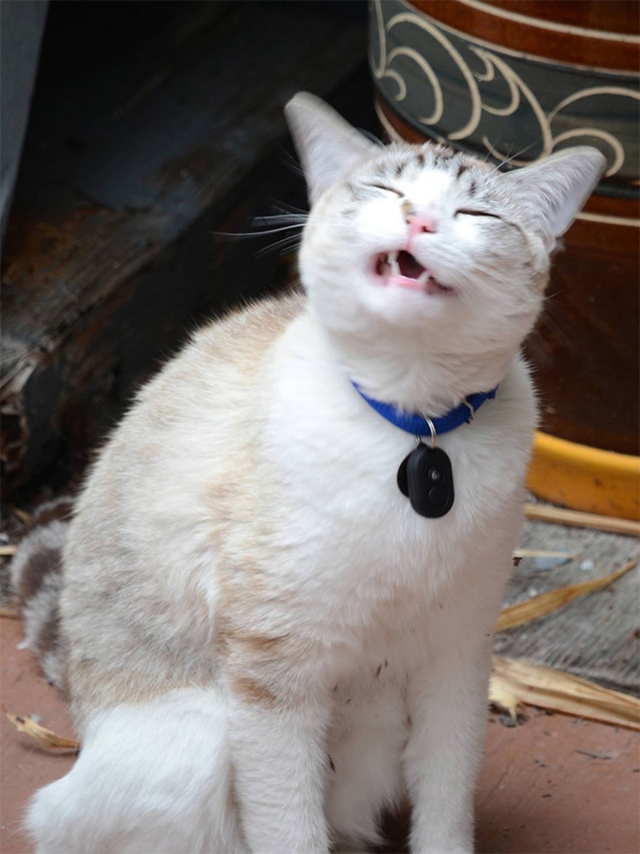 Коты смешные моменты