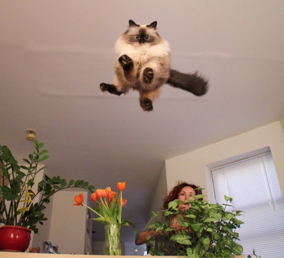 Коты в смешных ситуациях
