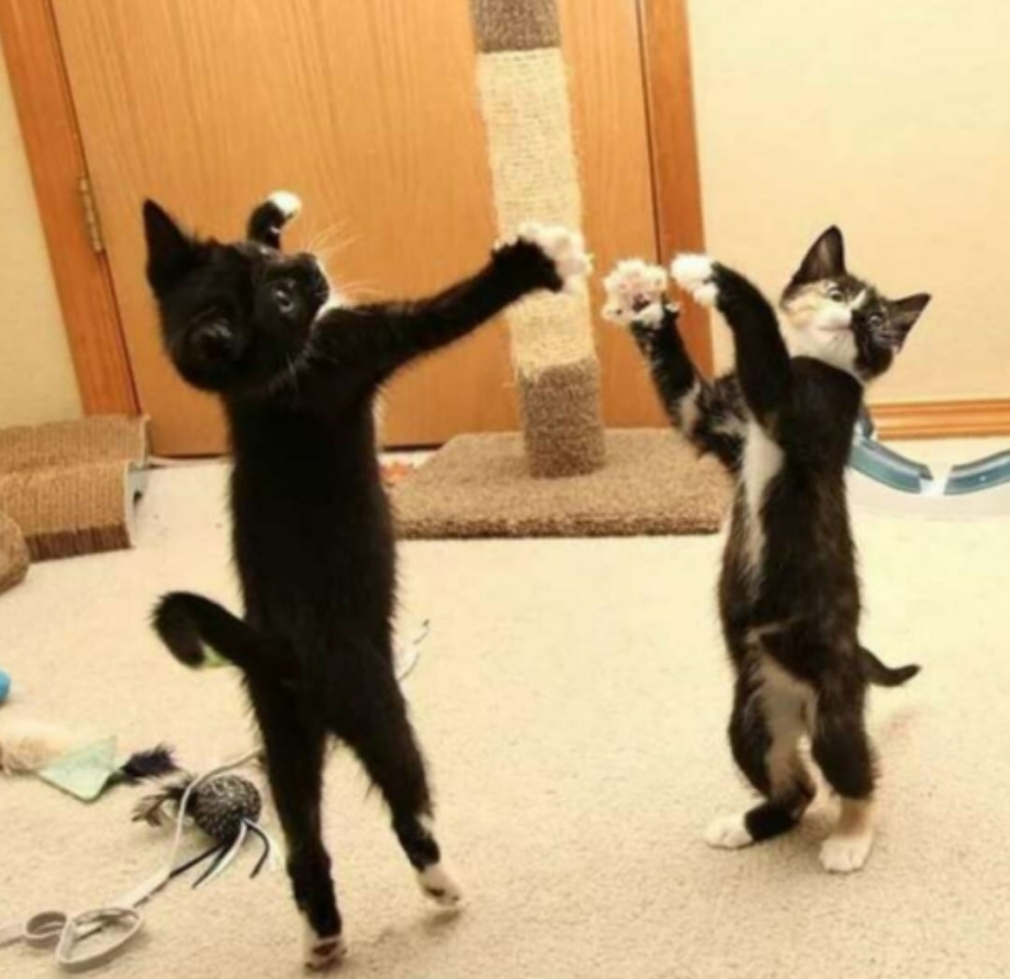 Котята танцуют