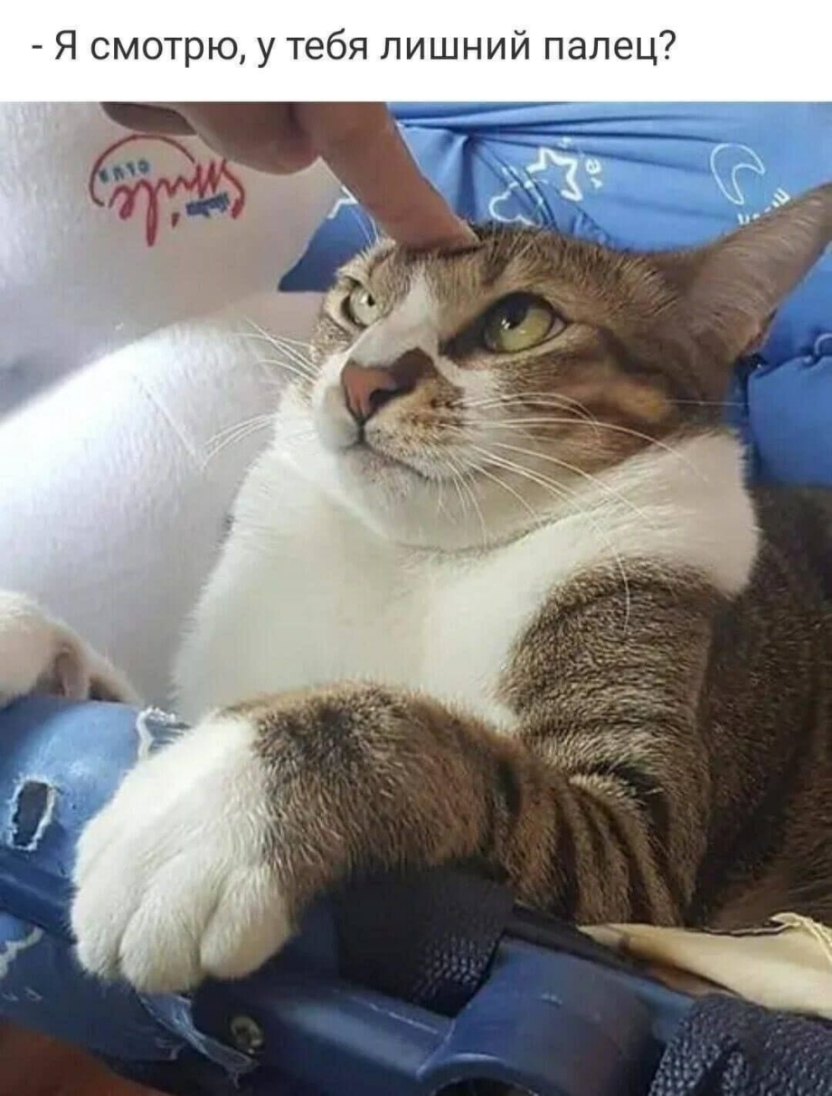 Смешные моменты с котам