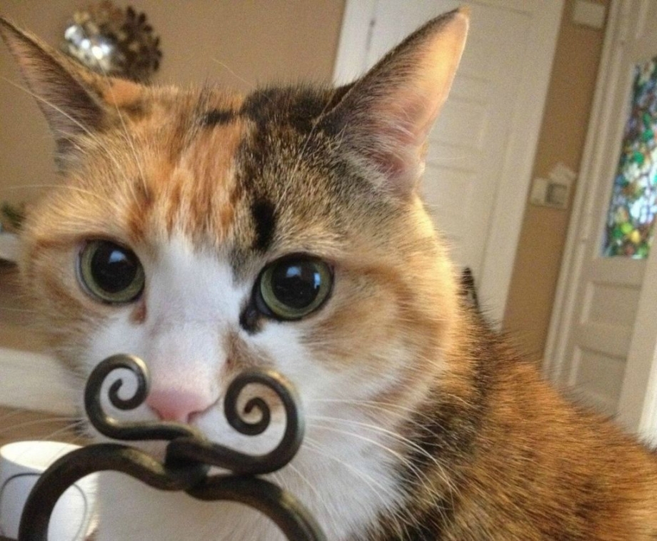 Ржачные котики