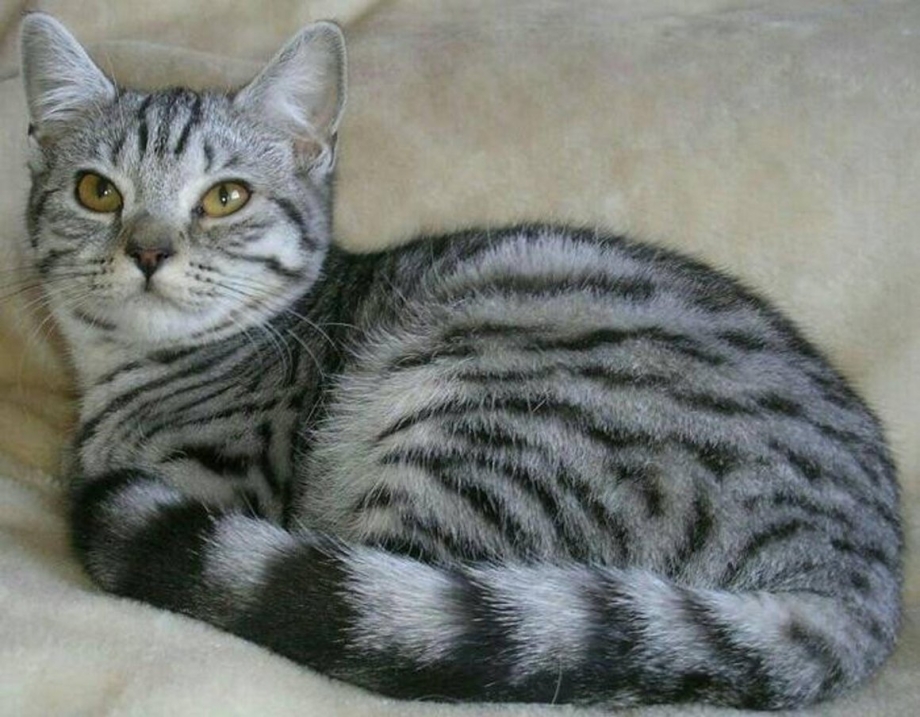 Скоттиш страйт вислоухий