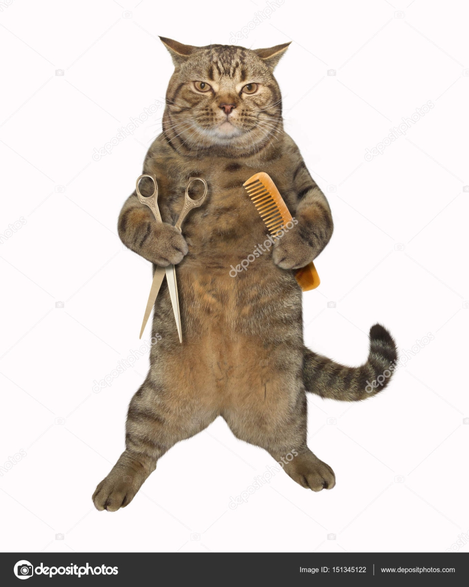 Коты парикмахеры