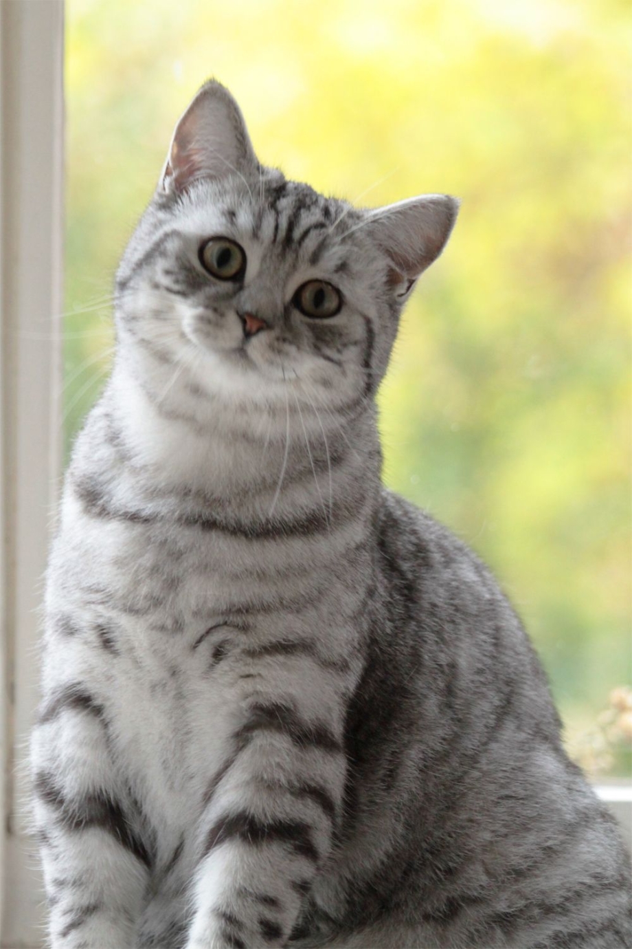 Шотландский кот серебристый табби
