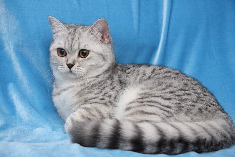 Шотландская короткошерстная шиншилла