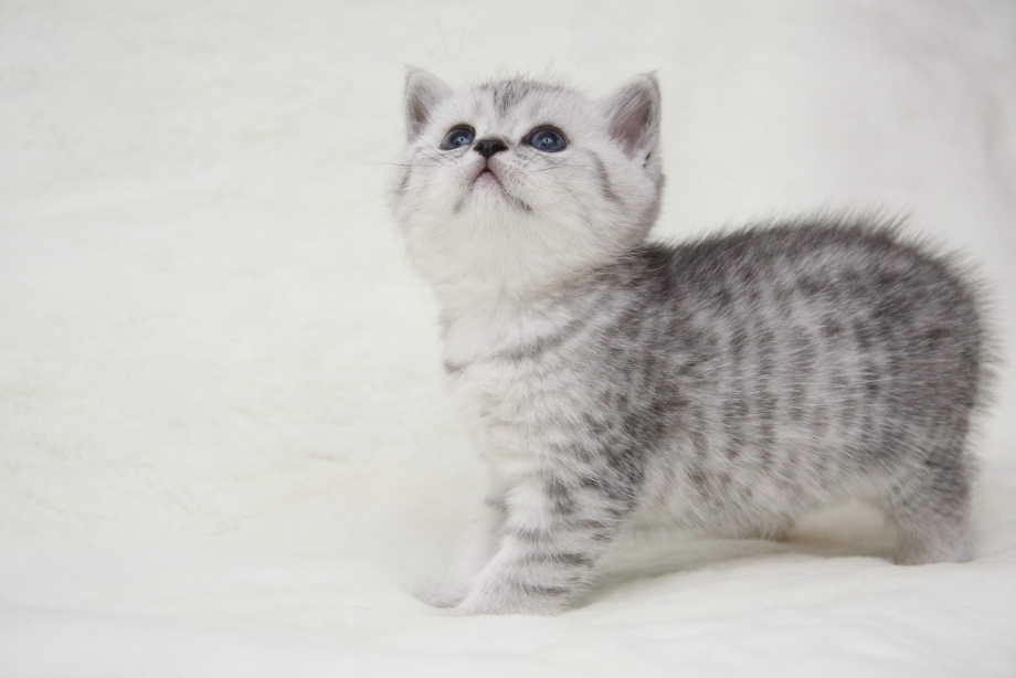 Шотландский кот вискас прямоухий