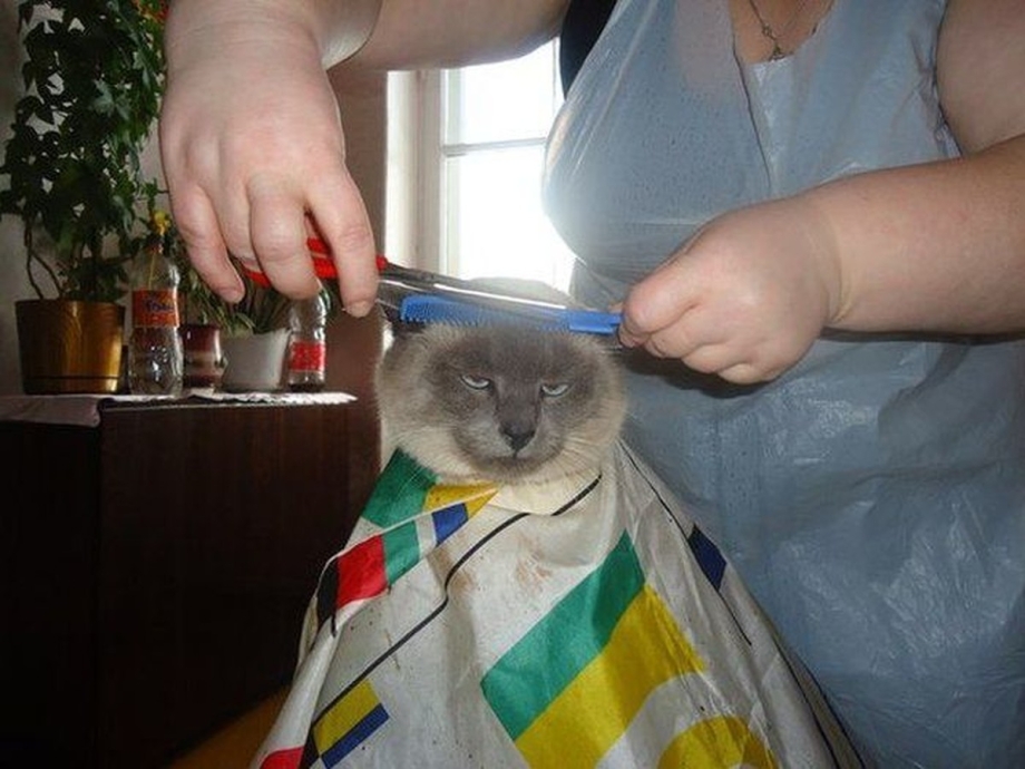 Кот парикмахер