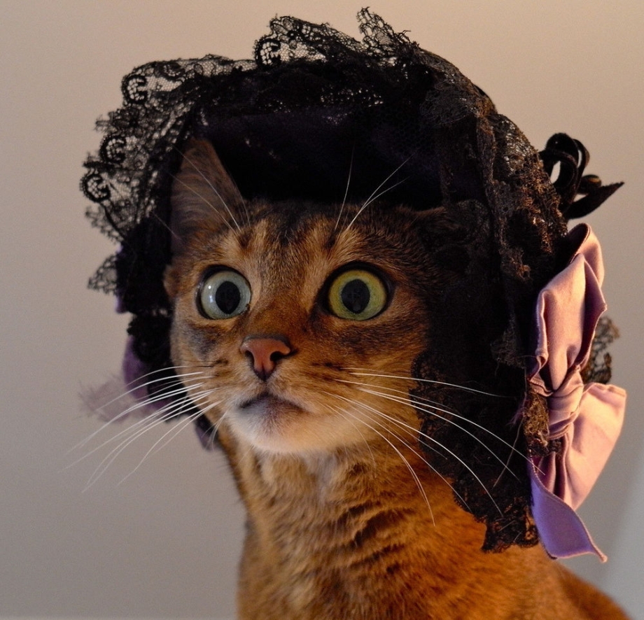 Кошка в шляпке