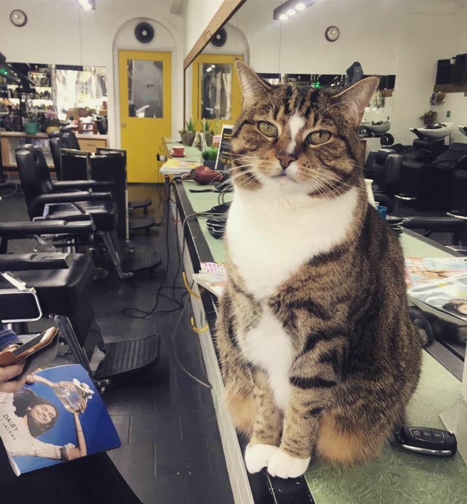 Коты в салоне красоты