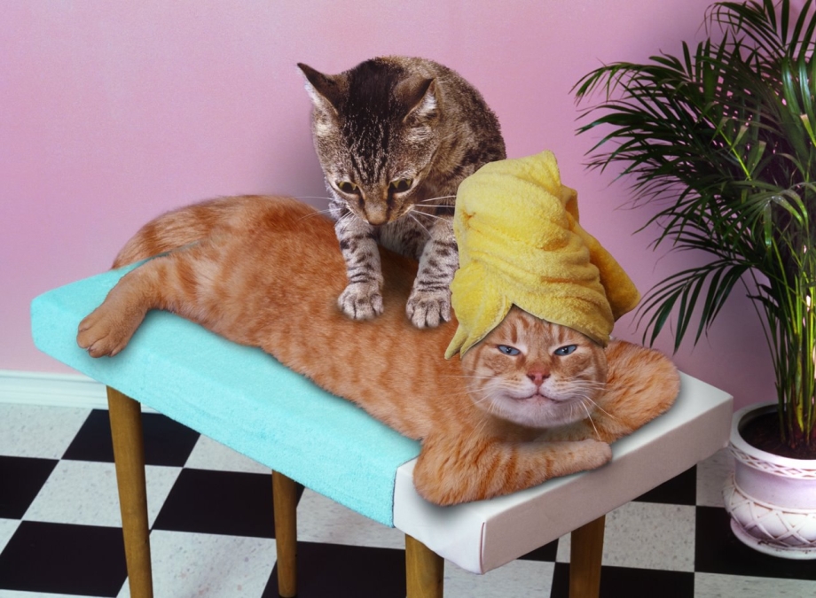 Массаж коты