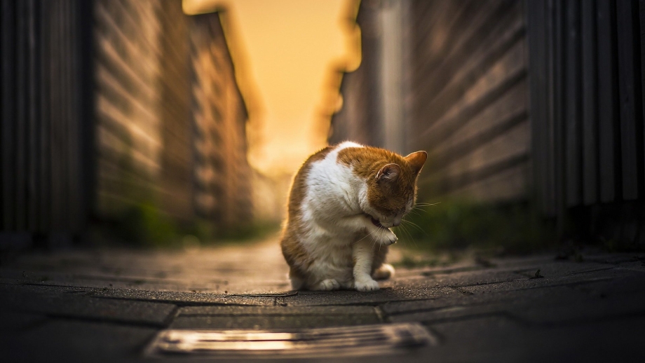 Котик грустит