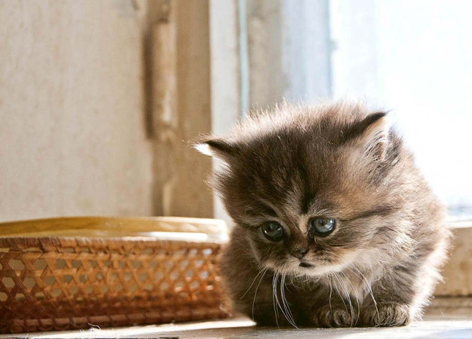 Котенок грустит