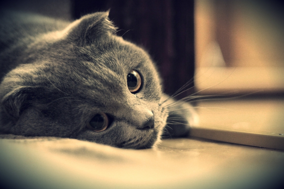 Кот скучает