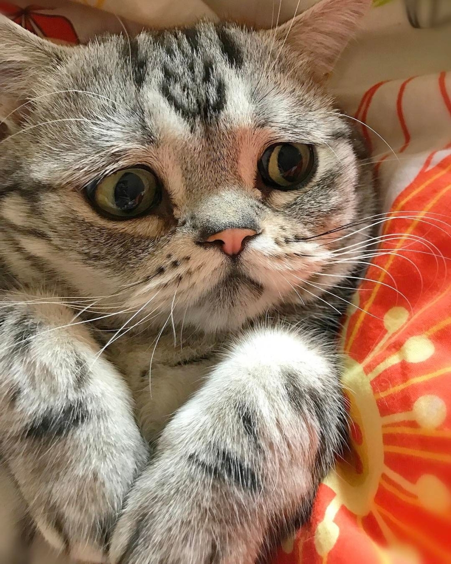 Грустный котик