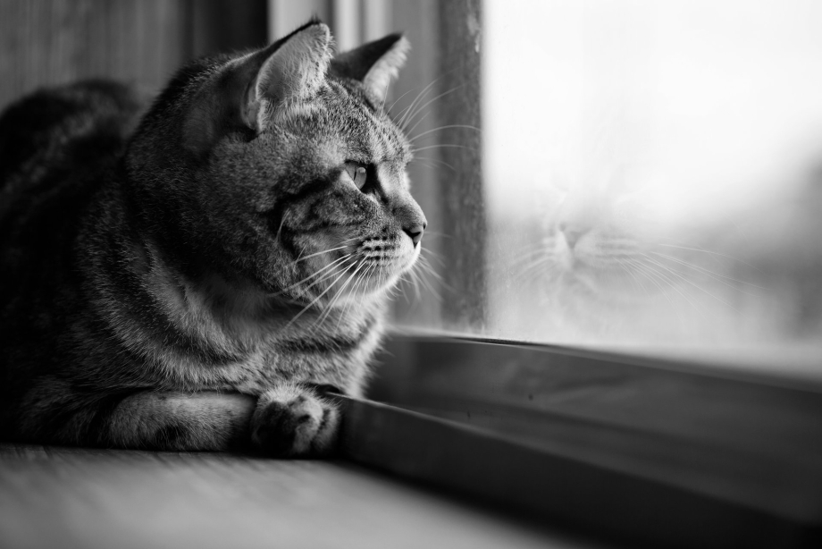 Одинокий кот