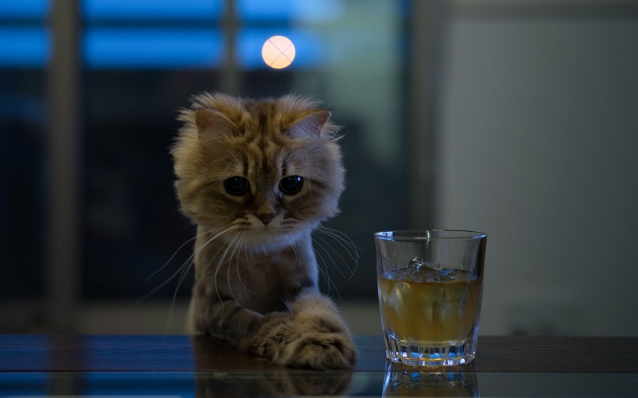 Кот с бокалом