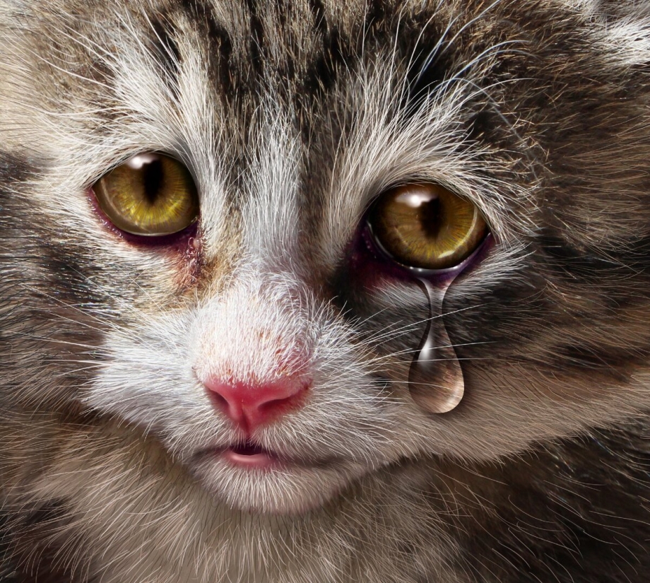 Котенок плачет