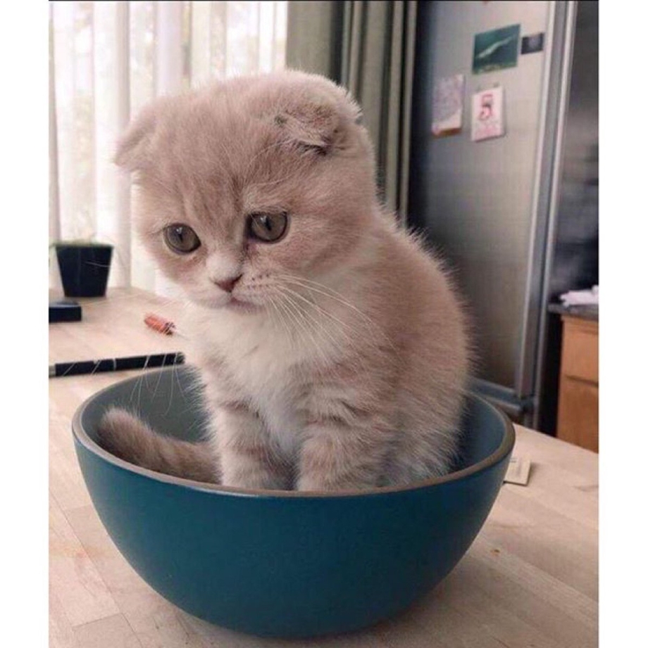 Кот грустит