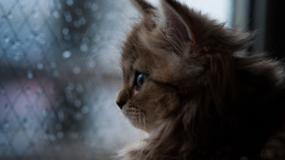 Грустные коты