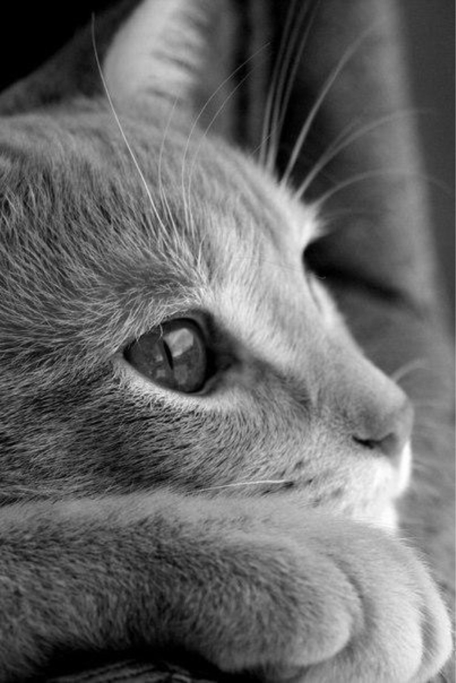 Котик грустит