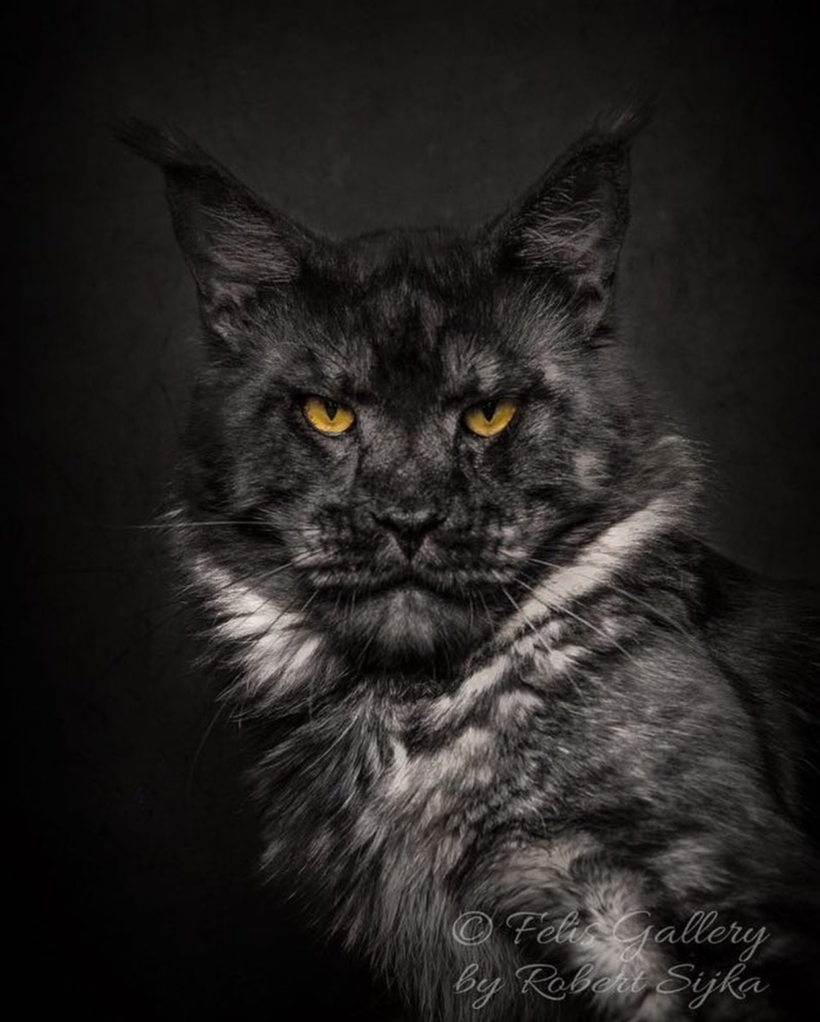 Кот Мейн кун черный