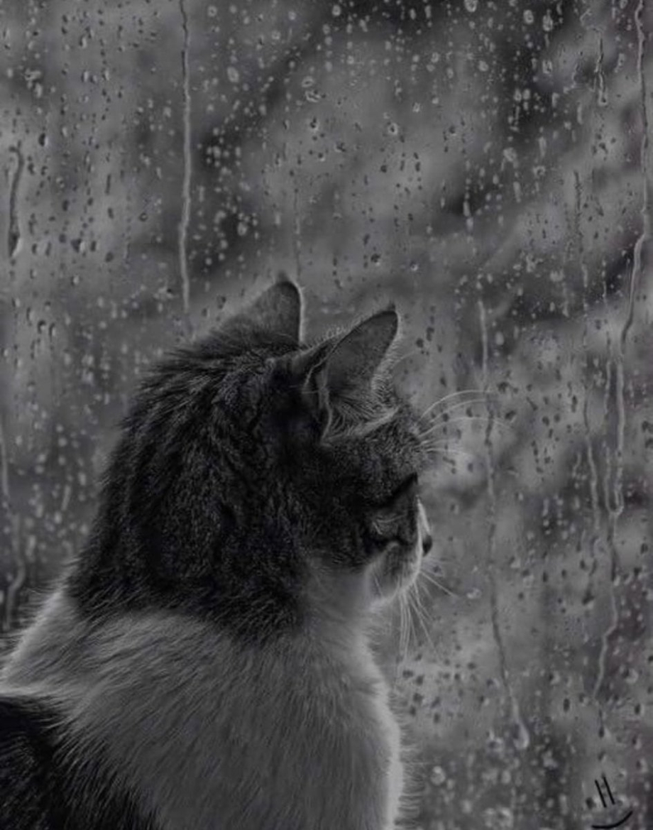 Одинокий кот