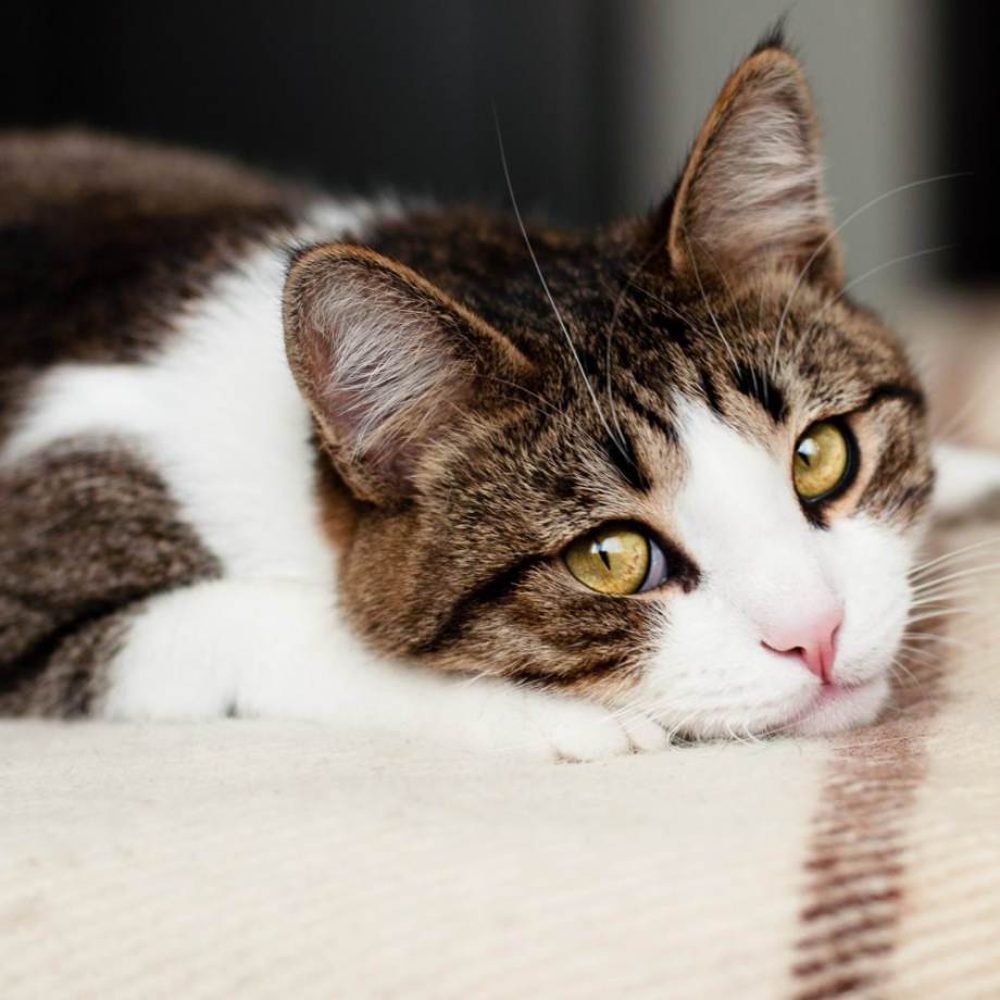 Скучающая кошка