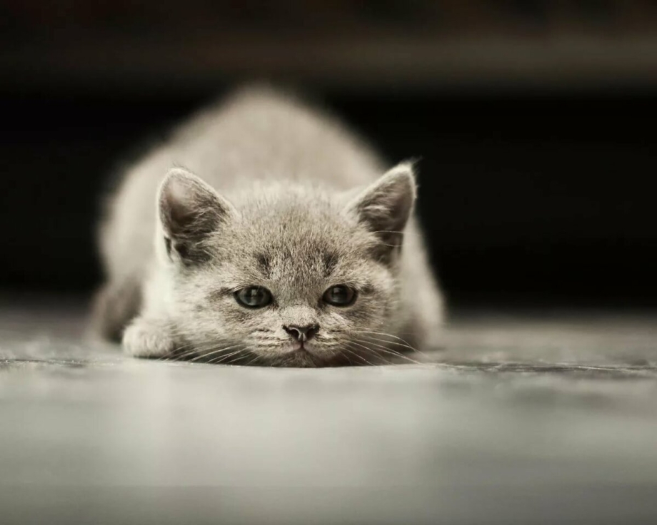 Печальный котик