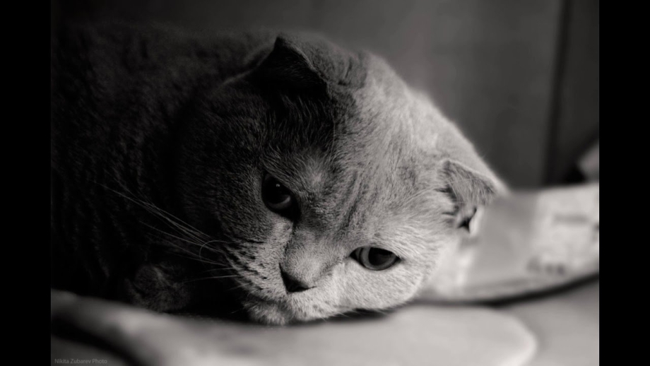 Котенок грустит