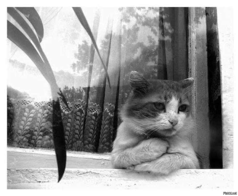 Котик грустит у окна