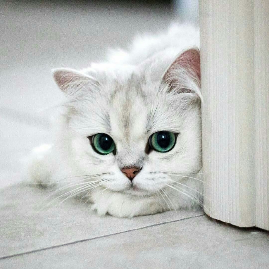Грустная кошечка