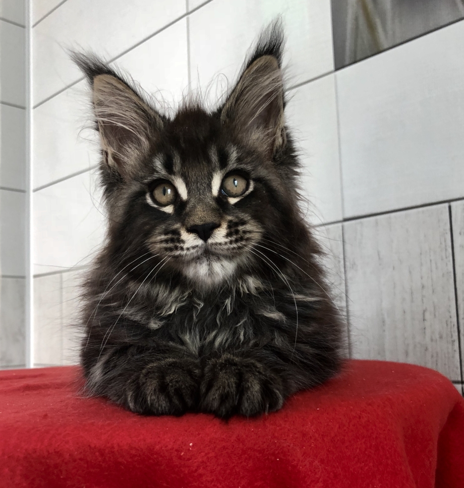 Кошка Мейн кун