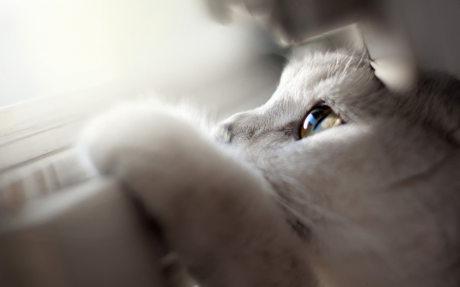 Грусть котенок