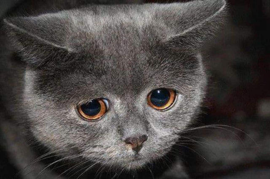 Кот грустит