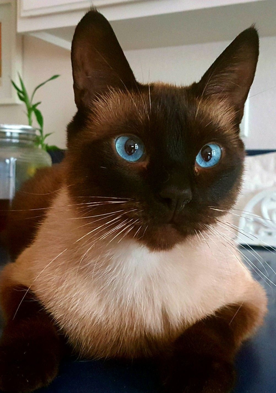 Косой сиамский кот