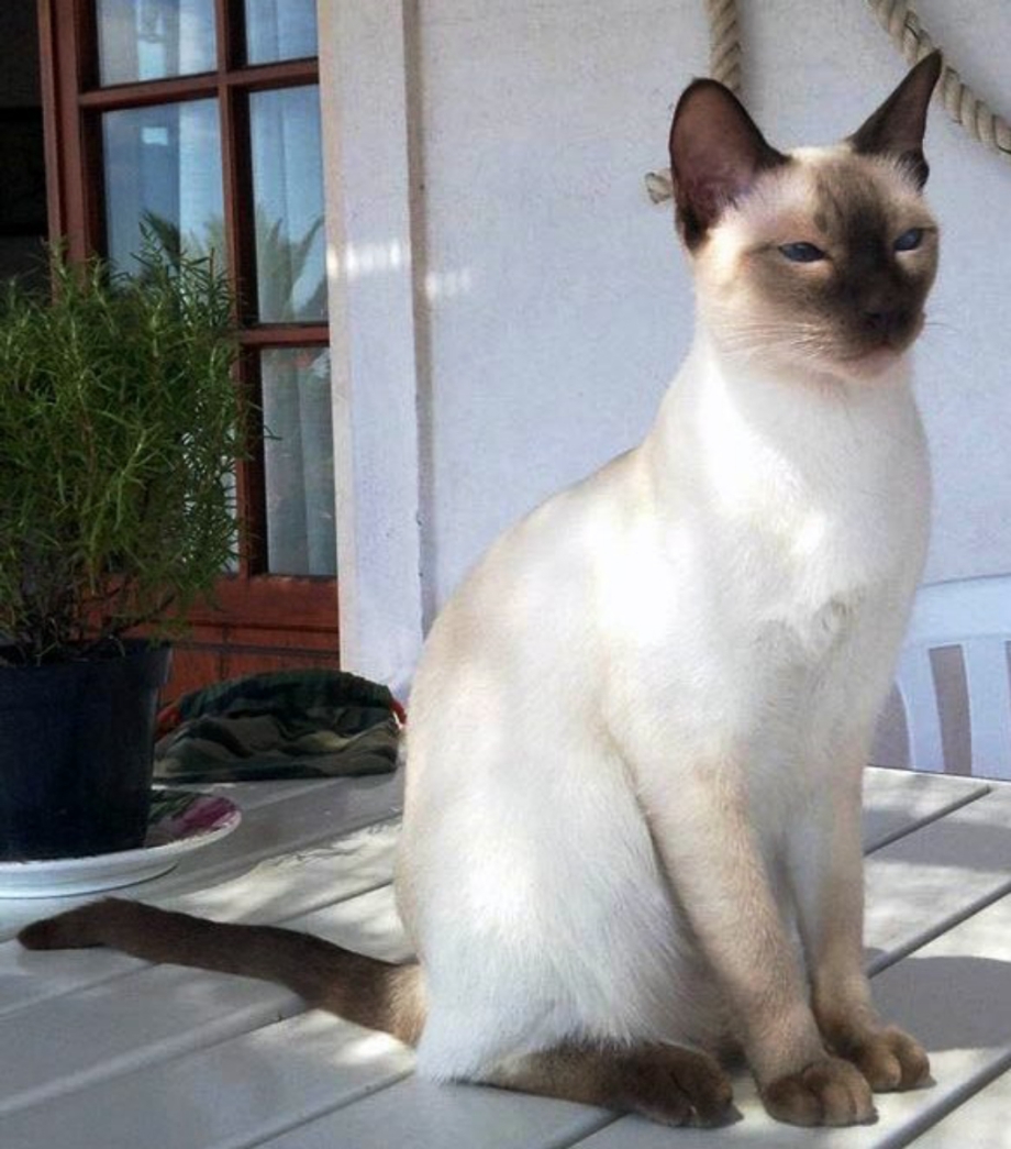 Тайский Королевский кот короткошёрстный