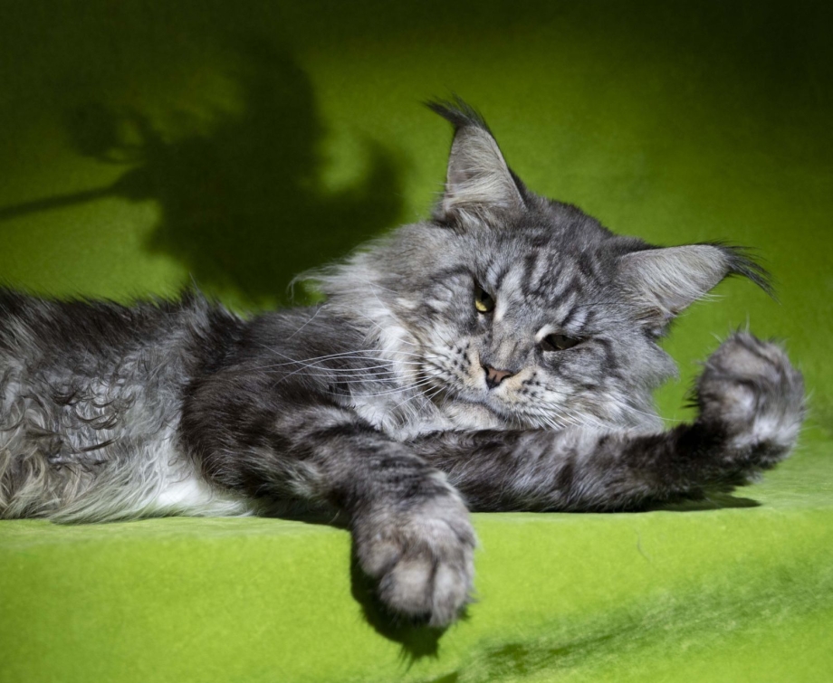 Котята Мейн кун