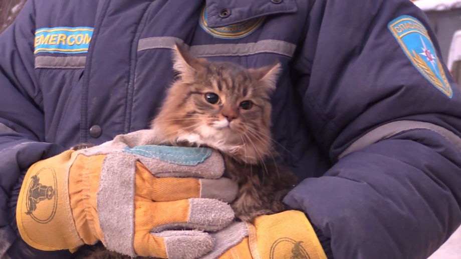 Измир кошки