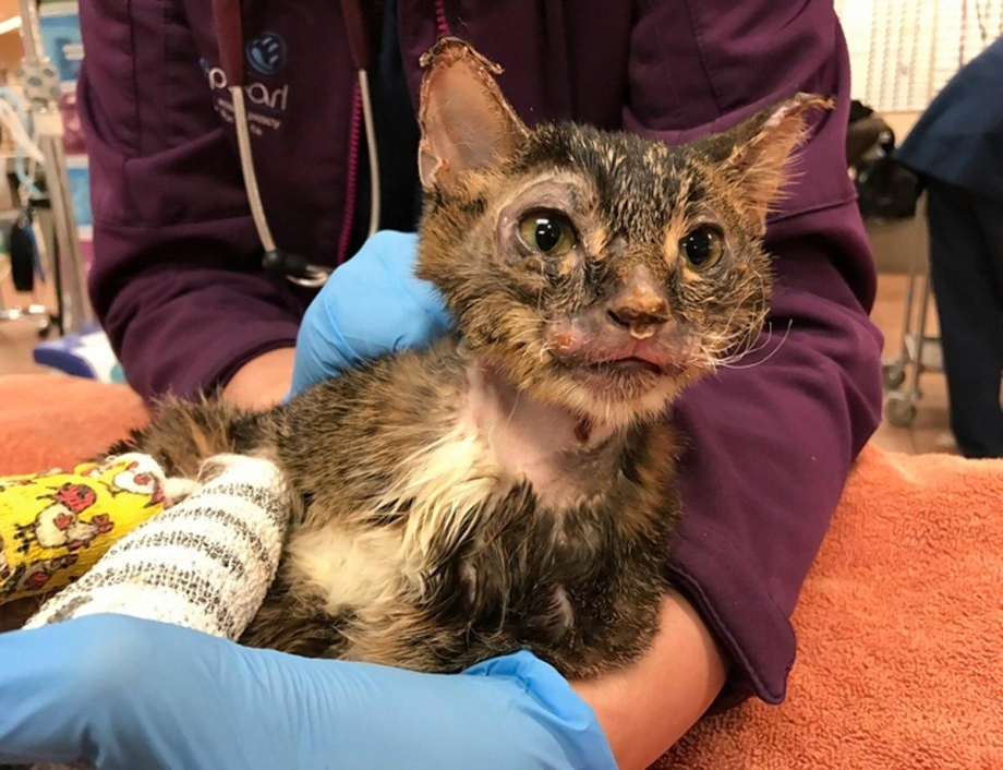 Пожарный спасает кота