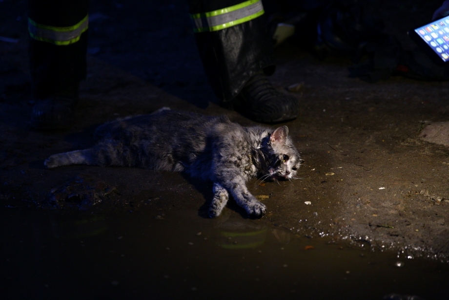 Пожарный с котенком