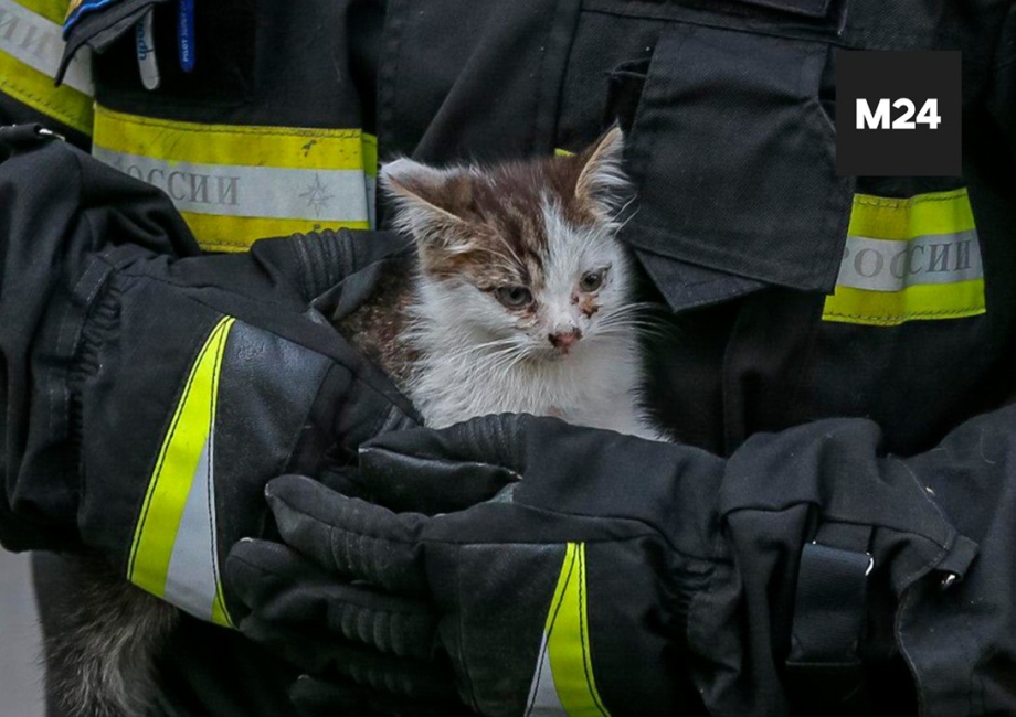 Пожарный с котенком