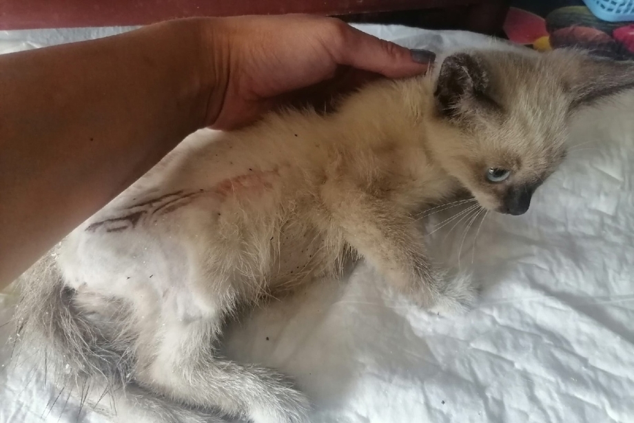 Спасти котика