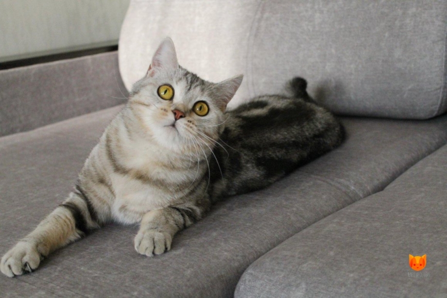 Шотландский скоттиш страйт