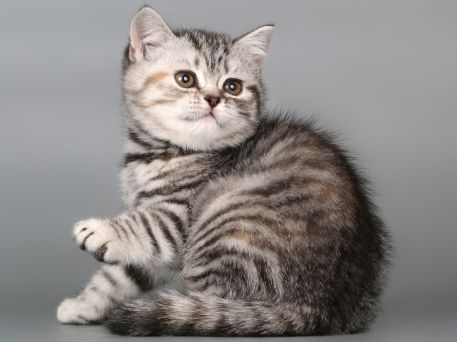 Шотландские котята скоттиш страйт
